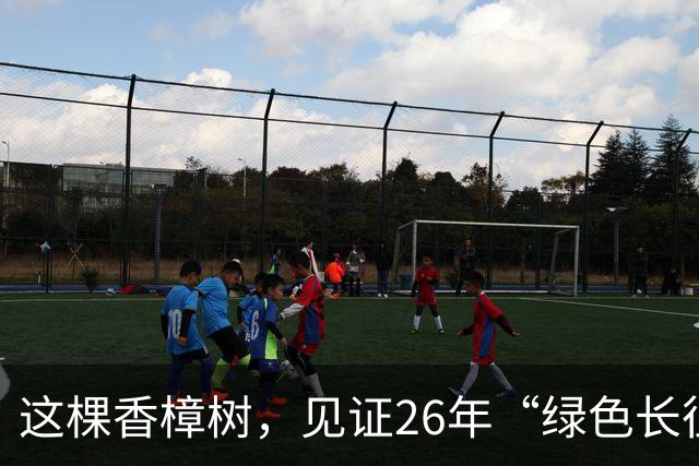 这棵香樟树，见证26年“绿色长征”